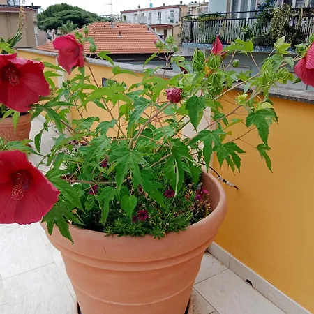 La Casa Gialla * Laigueglia